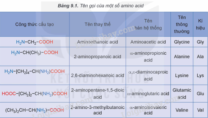 Lý thuyết Amino acid và peptide (Hóa 12 Kết nối tri thức 2024) (ảnh 6)