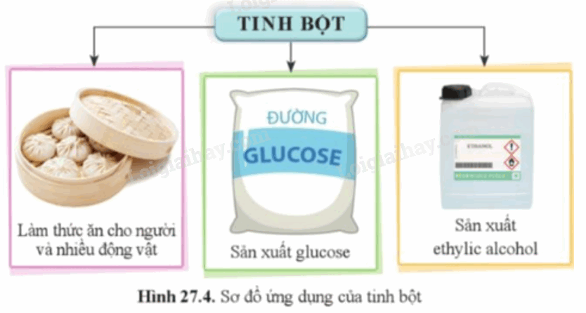 Lý thuyết KHTN 9 Bài 27 (Cánh diều 2024): Tinh bột và cellulose (ảnh 2)