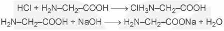 Lý thuyết Amino acid và peptide (Hóa 12 Kết nối tri thức 2024) (ảnh 3)
