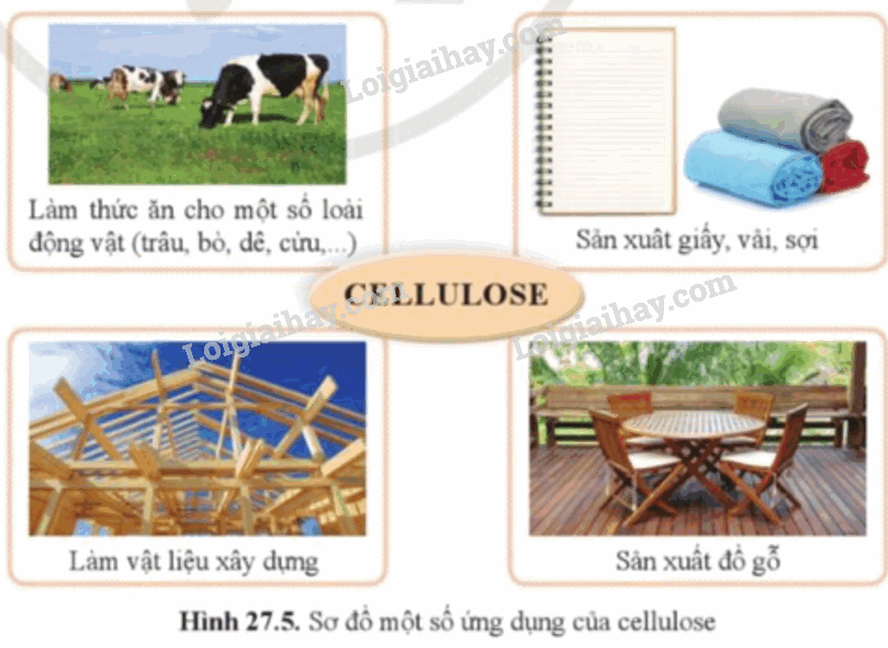 Lý thuyết KHTN 9 Bài 27 (Cánh diều 2024): Tinh bột và cellulose (ảnh 1)