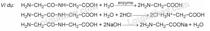 Lý thuyết Amino acid và peptide (Hóa 12 Kết nối tri thức 2024) (ảnh 1)