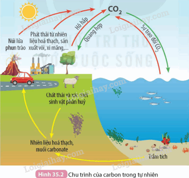 Lý thuyết KHTN 9 Bài 32 (Cánh diều 2024): Nguồn carbon. Chu trình carbon. Sự ấm lên toàn cầu (ảnh 1)