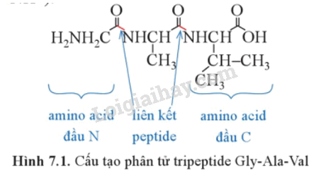 Lý thuyết Peptide, protein và enzyme (Hóa 12 Cánh diều 2024) (ảnh 1)