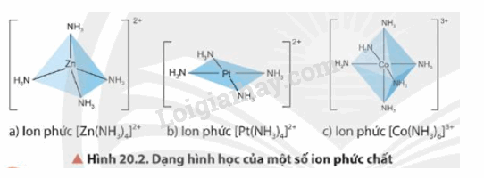 Lý thuyết Sơ lược về phức chất và sự hình thành phức chất của ion kim loại chuyển tiếp trong dung dịch (Hóa 12 Chân trời sáng tạo 2024) (ảnh 1)