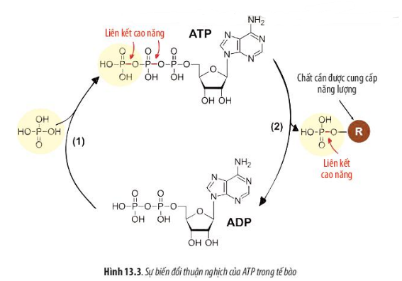 Dựa vào hình 105 nêu cấu tạo của ATP ATP được phân giải và tổng hợp như  thế nào