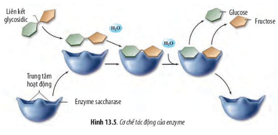 Sinh học 10 Bài 13: Chuyển hóa vật chất và năng lượng trong tế bào | Giải Sinh 10 Chân trời sáng tạo (ảnh 5)