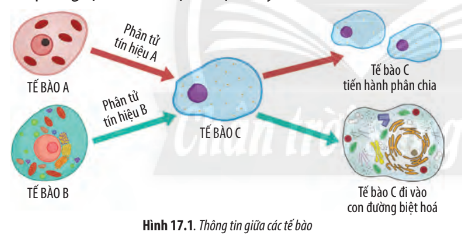 Sinh học 10 Bài 17: Thông tin giữa các tế bào | Giải Sinh 10 Chân trời sáng tạo (ảnh 1)