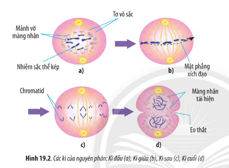 Sinh học 10 Bài 19: Quá trình phân bào | Giải Sinh 10 Chân trời sáng tạo (ảnh 2)