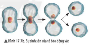 Sinh học 10 Bài 6: Các phân tử sinh học trong tế bào | Giải Sinh 10 Chân trời sáng tạo (ảnh 12)