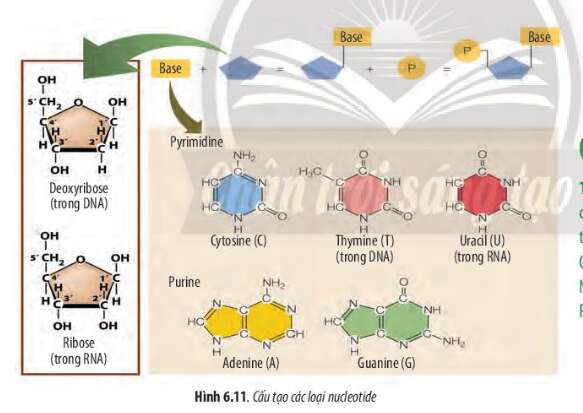 Sinh học 10 Bài 6: Các phân tử sinh học trong tế bào | Giải Sinh 10 Chân trời sáng tạo (ảnh 10)