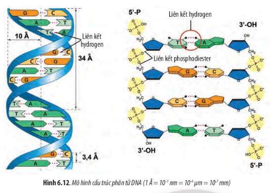 Sinh học 10 Bài 6: Các phân tử sinh học trong tế bào | Giải Sinh 10 Chân trời sáng tạo (ảnh 11)