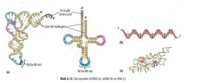 Sinh học 10 Bài 6: Các phân tử sinh học trong tế bào | Giải Sinh 10 Chân trời sáng tạo (ảnh 13)