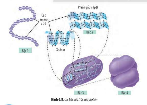 Sinh học 10 Bài 6: Các phân tử sinh học trong tế bào | Giải Sinh 10 Chân trời sáng tạo (ảnh 8)