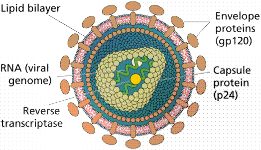 Giáo án Sinh học 10 Bài 30: Sự nhân lên của virut trong tế bào chủ mới nhất (ảnh 1)