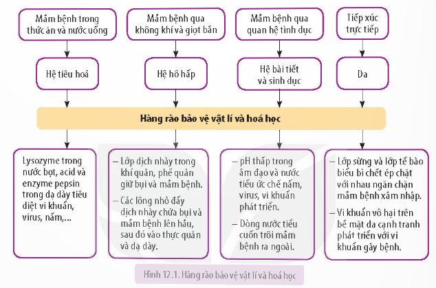 Khi nói về miễn dịch không đặc hiệu, phát biểu nào sau đây đúng?  A. Miễn dịch không đặc hiệu (ảnh 1)