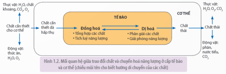 Hoạt động nào sau đây yêu cầu năng lượng từ ATP (ảnh 1)