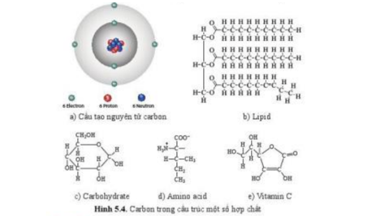 Lý thuyết Sinh học 10 Bài 5 (Cánh diều): Các nguyên tố hóa học và nước (ảnh 2)