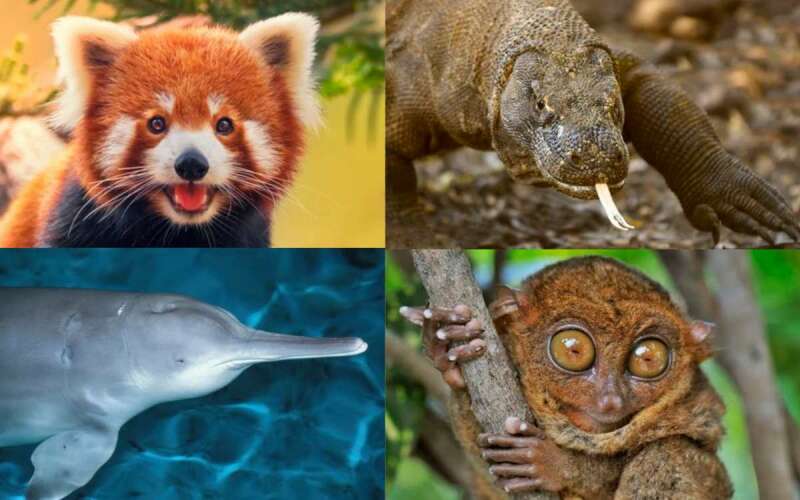 TOP 20 bài Thuyết minh về loài động vật hoang dã có nguy cơ bị tuyệt chủng 2024 SIÊU HAY (ảnh 2)