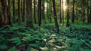TOP 10 bài Nghị luận về tầm quan trọng của việc bảo vệ rừng 2023 SIÊU HAY (ảnh 2)
