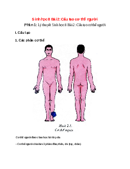 Lý thuyết Sinh học 8 Bài 2 (mới 2023 + 32 câu trắc nghiệm): Cấu tạo cơ thể người