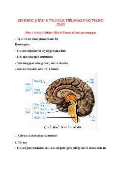 Lý thuyết Sinh học 8 Bài 46 (mới 2023 + 12 câu trắc nghiệm): Trụ não, tiểu não, não trung gian