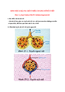 Lý thuyết Sinh học 8 Bài 55 (mới 2023 + 10 câu trắc nghiệm): Giới thiệu chung hệ nội tiết