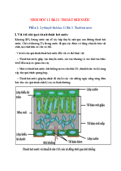 Lý thuyết Sinh học 11 Bài 3 (mới 2023 + 55 câu trắc nghiệm): Thoát hơi nước