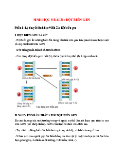 Lý thuyết Sinh học 9 Bài 21 (mới 2023 + 34 câu trắc nghiệm): Đột biến gen