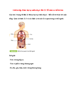 Quan sát hình 23.5 và xác định vị trí một số cơ quan trong cơ thể người