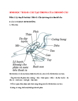 Sinh học 7 Bài 43 (Lý thuyết và trắc nghiệm): Cấu tạo trong của chim bồ câu