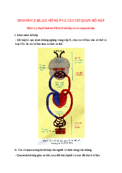 Lý thuyết Sinh học 8 Bài 20 (mới 2023 + 16 câu trắc nghiệm): Hô hấp và các cơ quan hô hấp