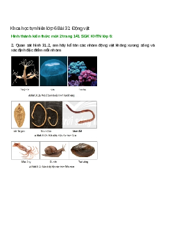 Quan sát hình 31.2, em hãy kể tên các nhóm động vật không xương sống