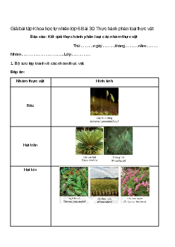 Giải SGK Khoa học tự nhiên lớp 6 Bài 30 (Chân trời sáng tạo): Thực hành phân loại thực vật