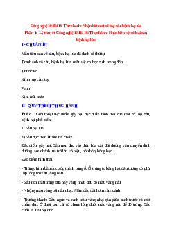 Công nghệ 10 Bài 16 (Lý thuyết và trắc nghiệm): Thực hành: Nhận biết một số loại sâu, bệnh hại lúa