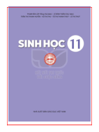 Sinh học lớp 11 Kết nối tri thức pdf