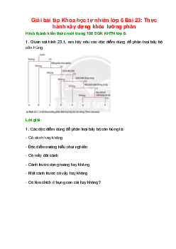 Quan sát hình 23.1, em hãy nêu các đặc điểm dùng để phân loại bảy bộ côn trùng
