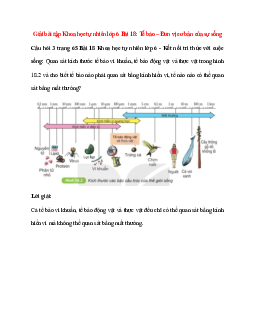 Quan sát kích thước tế bào vi khuẩn, tế bào động vật và thực vật trong hình 18.2
