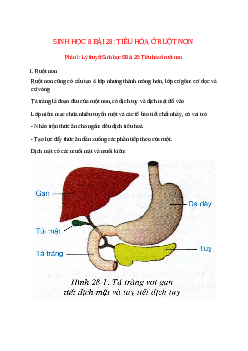 Lý thuyết Sinh học 8 Bài 28 (mới 2023 + 10 câu trắc nghiệm): Tiêu hóa ở ruột non