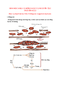 Lý thuyết Sinh học 8 Bài 15 (mới 2023 + 12 câu trắc nghiệm): Đông máu và nguyên tắc truyền máu