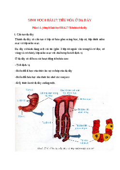 Lý thuyết Sinh học 8 Bài 27 (mới 2023 + 12 câu trắc nghiệm): Tiêu hóa ở dạ dày