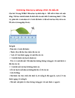 Một học sinh tiến hành đo chiều dài của một chiếc lá như trong hình 5.3. Em hãy phân tích
