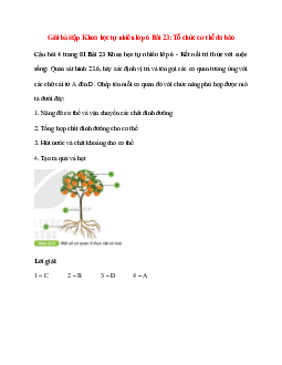 Quan sát hình 23.6, hãy xác định vị trí và tên gọi các cơ quan tương ứng