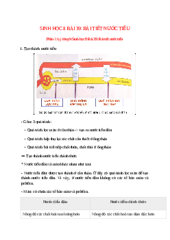 Lý thuyết Sinh học 8 Bài 39 (mới 2023 + 13 câu trắc nghiệm): Bài tiết nước tiểu