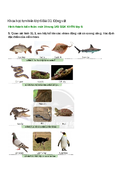 Quan sát hình 31.3, em hãy kể tên các nhóm động vật có xương sống