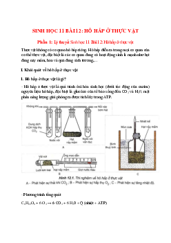 Lý thuyết Sinh học 11 Bài 12 (mới 2023 + 110 câu trắc nghiệm): Hô hấp ở thực vật