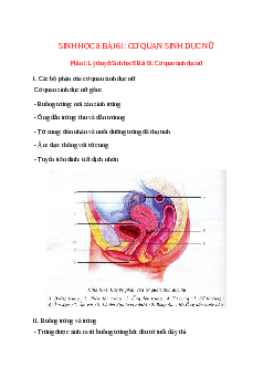 Lý thuyết Sinh học 8 Bài 61 (mới 2023 + 10 câu trắc nghiệm): Cơ quan sinh dục nữ