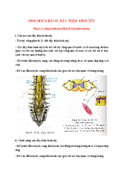 Lý thuyết Sinh học 8 Bài 45 (mới 2023 + 10 câu trắc nghiệm): Dây thần kinh tủy