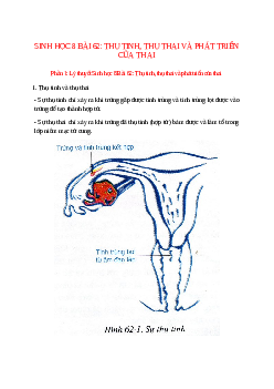 Lý thuyết Sinh học 8 Bài 62 (mới 2023 + 14 câu trắc nghiệm): Thụ tinh, thụ thai và phát triển của thai