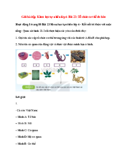 Quan sát hình 23.2 rồi thực hiện các yêu cầu dưới dây