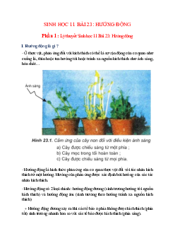 Lý thuyết Sinh học 11 Bài 23 (mới 2023 + 28 câu trắc nghiệm): Hướng động